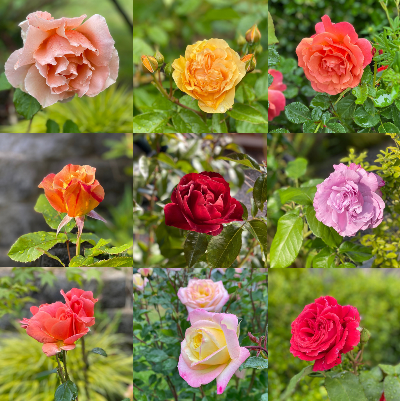 Images of roses